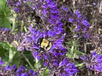 View photo in a new window