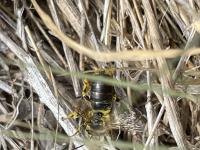 View photo in a new window