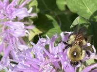 View photo in a new window