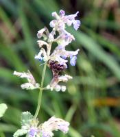 View photo in a new window