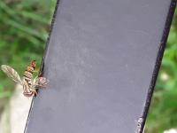 View photo in a new window