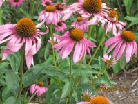 View photo in a new window