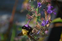 View photo in a new window