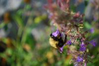 View photo in a new window