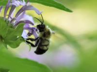 View photo in a new window