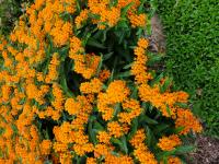 View photo in a new window