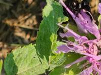 View photo in a new window