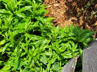 View photo in a new window