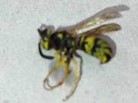 View photo in a new window