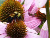 View photo in a new window