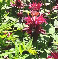 View photo in a new window