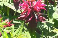 View photo in a new window