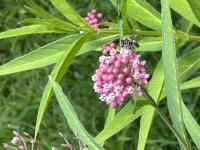 View photo in a new window