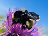 View photo in a new window