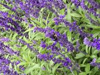 View photo in a new window