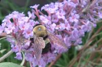 View photo in a new window