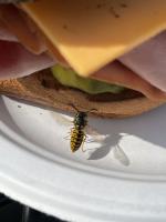 View photo in a new window