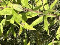 View photo in a new window