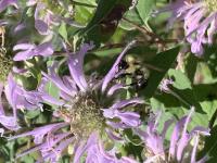 View photo in a new window