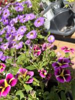 View photo in a new window