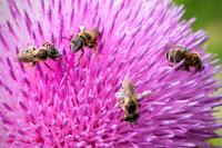 View photo in a new window