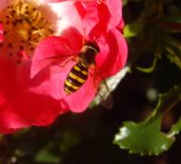 View photo in a new window