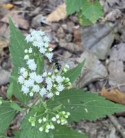 View photo in a new window