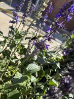 View photo in a new window