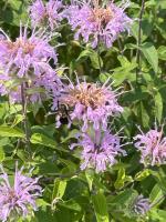 View photo in a new window