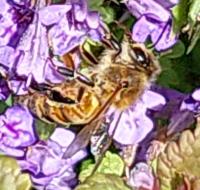 View photo in a new window