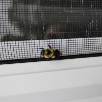 View photo in a new window