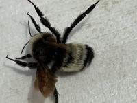 View photo in a new window