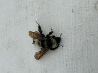 View photo in a new window