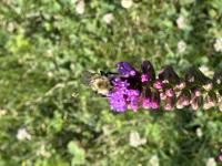 View photo in a new window