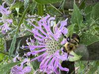 View photo in a new window