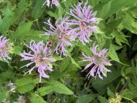 View photo in a new window