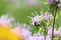 View photo in a new window