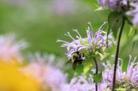 View photo in a new window