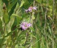 View photo in a new window