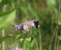 View photo in a new window