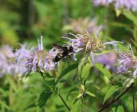 View photo in a new window