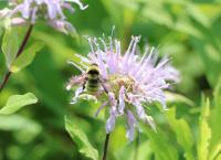 View photo in a new window