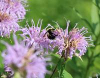 View photo in a new window