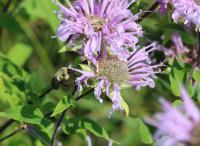 View photo in a new window