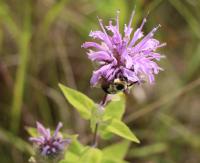 View photo in a new window