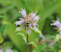 View photo in a new window