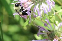 View photo in a new window