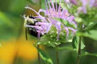 View photo in a new window