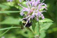 View photo in a new window