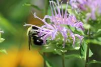 View photo in a new window